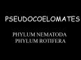 PSEUDOCOELOMATES