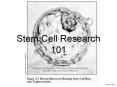 Stem Cell Research 101