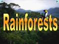 Coniferous Forests