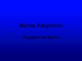 Marine Adaptation