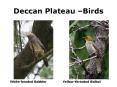 Deccan Plateau Birds