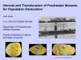Harvest and Translocation of Freshwater Mussels for Population Restoration