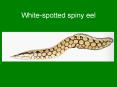 Whitespotted spiny eel