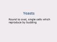 Yeasts