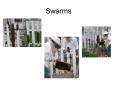 Swarms