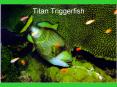 Titan Triggerfish