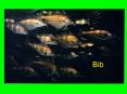 Bib