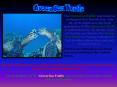 Green Sea Turtle