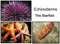Echinoderms