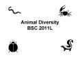 Animal Diversity BSC 2011L