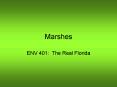 Marshes