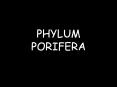 PHYLUM PORIFERA