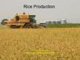 RICE PRODUCTION
