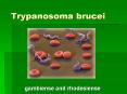 Trypanosoma brucei