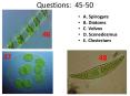 A' Spirogyra