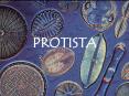 PROTISTA