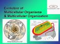 Evolution of Multicellular Organisms