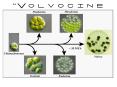 The Volvocine Lineage