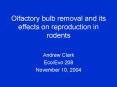 Olfactory bulb removal and its effects on reproduction in rodents