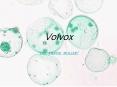 Volvox