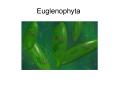 Euglenophyta