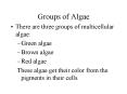 Groups of Algae