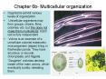 Chapter 6b Multicellular organization