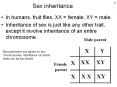 Sex inheritance