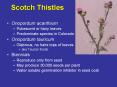 Scotch Thistles