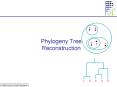 Phylogeny Tree Reconstruction