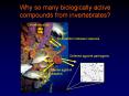 Why so many biologically active compounds from invertebrates?