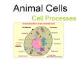 Animal Cells