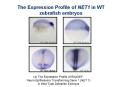 The Expression Profile of NET1 in WT zebrafish embryos