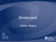 Rinderpest