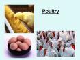 Poultry