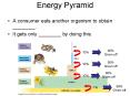 Energy Pyramid