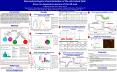 Neurophysiological characterization of the retrorubral field: focus on dopamine neurons of the A8 ar