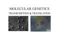 MOLECULAR GENETICS TRANSCRIPTION