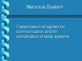 Nervous System