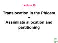 Translocation in the Phloem