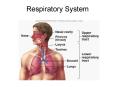 Respiratory System
