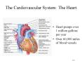 The Cardiovascular System: The Heart