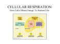 CELLULAR RESPIRATION How Cells Obtain Energy To Sustain Life