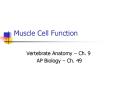 Muscle Cell Function