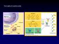 Two types of nucleic acids: