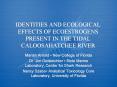 IDENTITIES AND ECOLOGICAL EFFECTS OF ECOESTROGENS PRESENT IN THE TIDAL CALOOSAHATCHEE RIVER