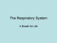The Respiratory System