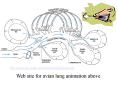 http:www.ivis.orgadvancesAnesthesia_Gleedludders2chapter_frm.asp