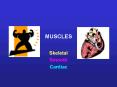 MUSCLES