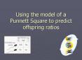 Using the model of a Punnett Square to predict offspring ratios